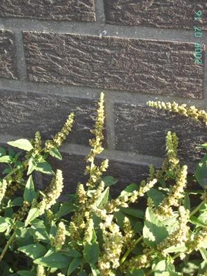 Amaranthus deflexus, Roeselare (port area), foot of wall, July 2009, F. Verloove