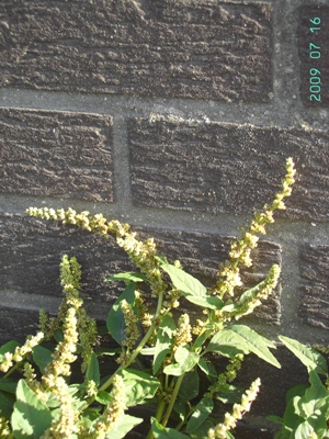 Amaranthus deflexus, Roeselare (port area), foot of wall, July 2009, F. Verloove