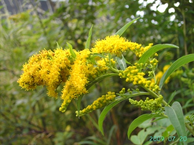 Solidago gigantea, Heule (Kortrijk), railway siding, July 2009, F. Verloove