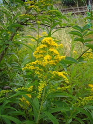 Solidago gigantea, Heule (Kortrijk), railway siding, July 2009, F. Verloove