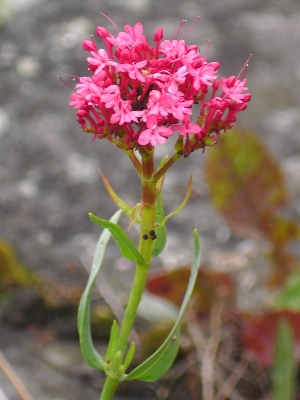 Centranthus ruber, Kortrijk, quay of river Leie, July 2009, F. Verloove 