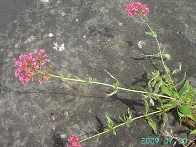 Centranthus ruber, Kortrijk, quay of river Leie, July 2009, F. Verloove