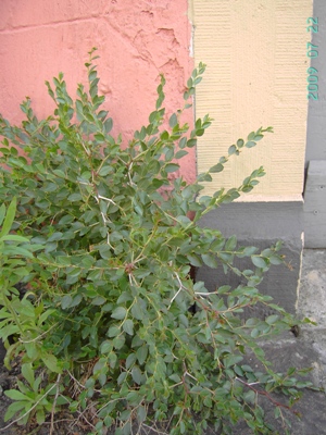 Ziziphus lotus, Gent, foot of wall in urban area, July 2009, F. Verloove 