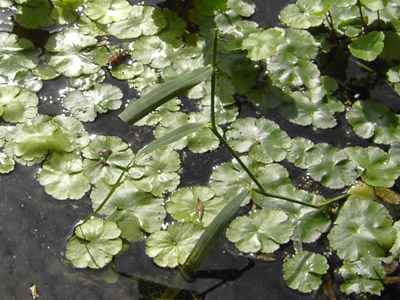 Hydrocotyle ranunculoides, Destelbergen, ditch, July 2009, F. Verloove 