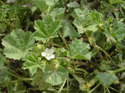 Malva pusilla, Gent, port area, railway track, July 2009, F. Verloove