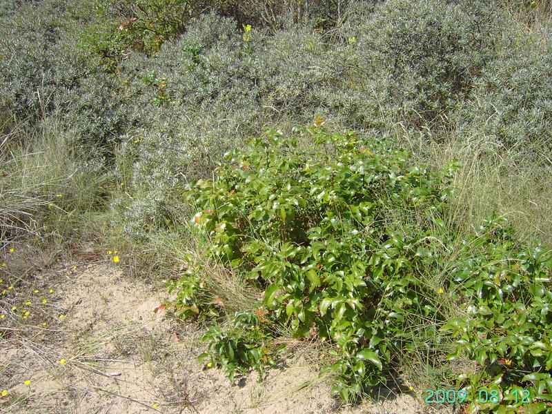 Berberis aquifolium, Oostduinkerke, dunes, 08.2009 Filip Verloove