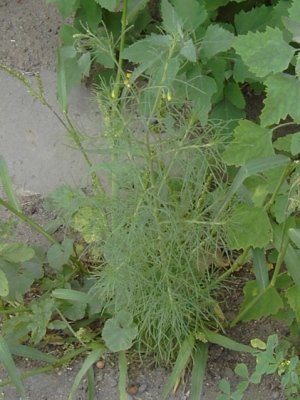 Schkuhria pinnata, Roeselare, port area, border of the unloading quay near grain mill, August 2009, F. Verloove