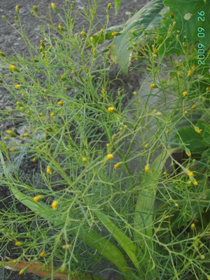 Schkuhria pinnata, Roeselare, port area, border of the unloading quay near grain mill, August 2009, F. Verloove