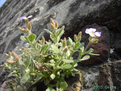 Aubrieta columnae, Brugge, Balstraat, top of old walls, April 2010, F. Verloove