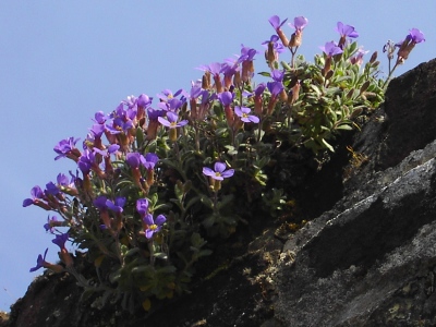 Aubrieta columnae, Brugge, Balstraat, top of old walls, April 2010, F. Verloove