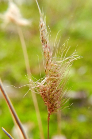 Polypogon maritimus, Eindhout (Laakdal), sandy rough ground, October 2012, R. Barendse