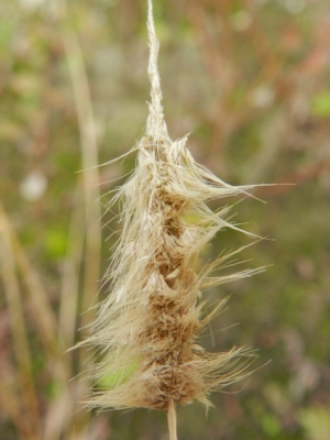 Polypogon maritimus, Eindhout (Laakdal), sandy rough ground, October 2012, R. Barendse