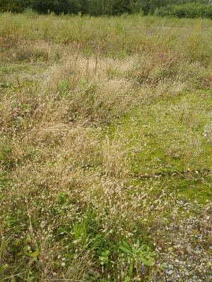 Polypogon maritimus, Eindhout (Laakdal), sandy rough ground, October 2012, R. Barendse