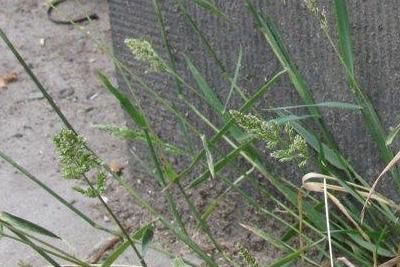 Polypogon viridis, Antwerpen, pavement weed in urban area, July 2010, E. Molenaar