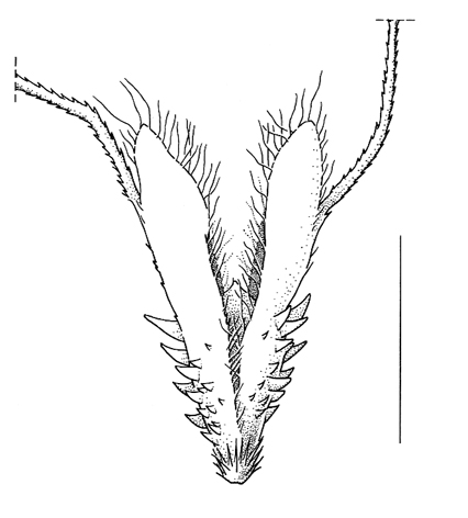 Polypogon maritimus; spikelet detail