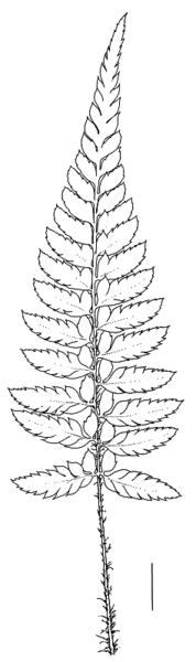 Polystichum tsus-simense leaf by Sven Bellanger