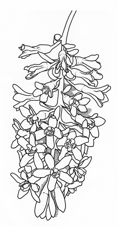 RIbes sanguineum flower