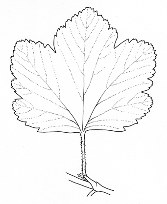 RIbes sanguineum leaf