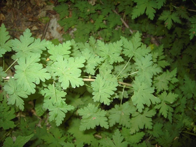 Ribes divaricatum, Baudour, Bois de Baudour, deciduous woodland, April 2011, F. Verloove