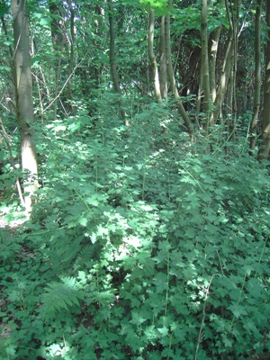 Ribes divaricatum, Baudour, Bois de Baudour, deciduous woodland, April 2011, F. Verloove