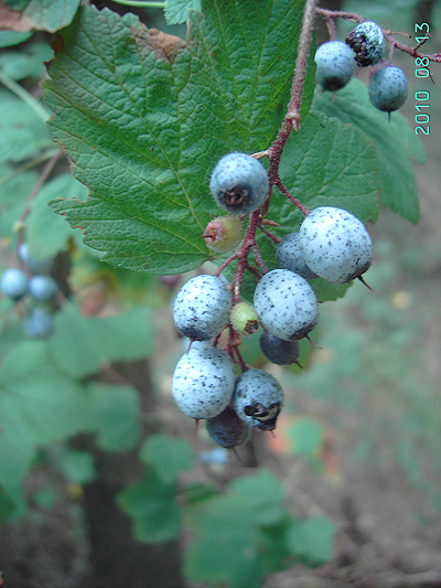 Ribes sanguineum, De Haan, coastal woodland, August 2010, F. Verloove