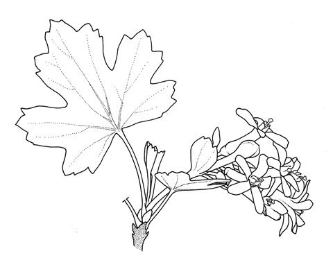 Ribes odoratum