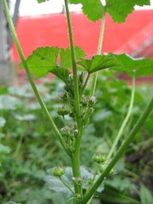 Malva pusilla, Antwerpen (Noordkasteel), unloading quay for cereals, October 2009, R. Barendse