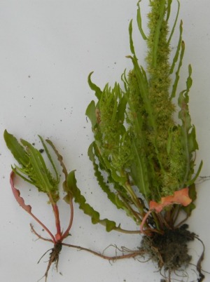 Rumex fueginus, Zeebrugge, port area, sand raised site, August 2011, P. Van Vooren