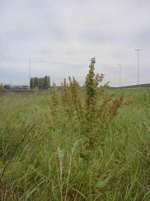 Rumex kerneri, Gent, port area, grassy border by railway track, May 2011, F. Verloove