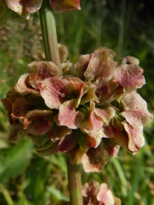 Rumex longifolius, Longfaye (Malmedy), roadside, August 2012, R. Barendse