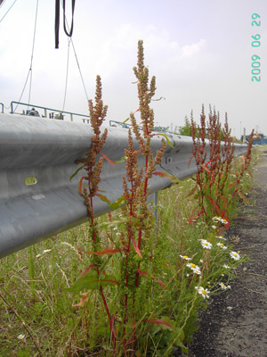 Rumex stenophyllus, Port of Antwerpen, unloading quay for cereals at Kattendijkdok, June 2009, F. Verloove. 