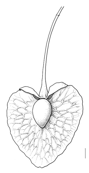 Rumex patientia, valve