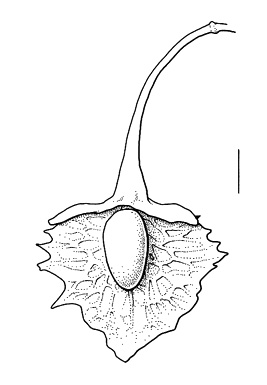 Rumex stenophyllus, valve