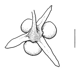 Rumex stenophyllus, valve, top view