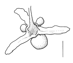 Rumex x pratensis, valve, top view