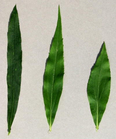 Leaves of (left to right) S. canadensis, S. gigantea, S. rugosa