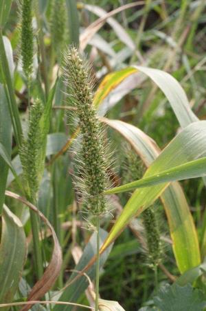 Setaria faberi, Lommel, maize field, September 2009, R. Barendse.