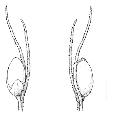 Setaria adhaerens, spikelet - Drawing S.Bellanger