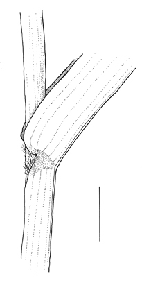 Setaria adhaerens, leaf sheath - Drawing S.Bellanger