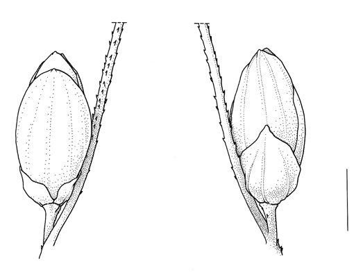 Setaria faberi, spikelet - Drawing S.Bellanger