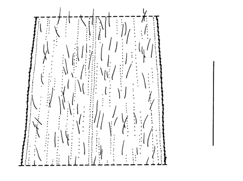 Setaria faberi, leaf - Drawing S.Bellanger