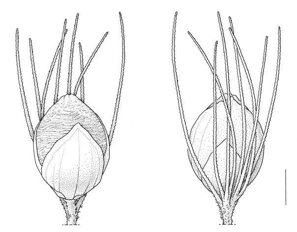 Setaria pumila, spikelet - Drawing S.Bellanger