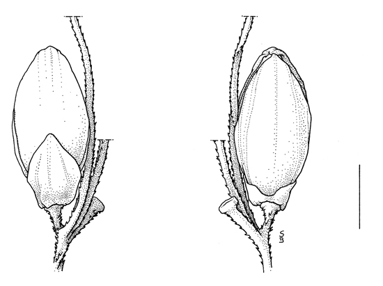 Setaria viridis, spikelet - Drawing S.Bellanger