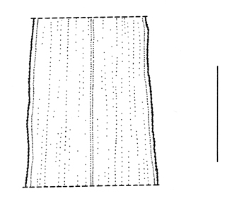 Setaria viridis, leaf - Drawing S.Bellanger