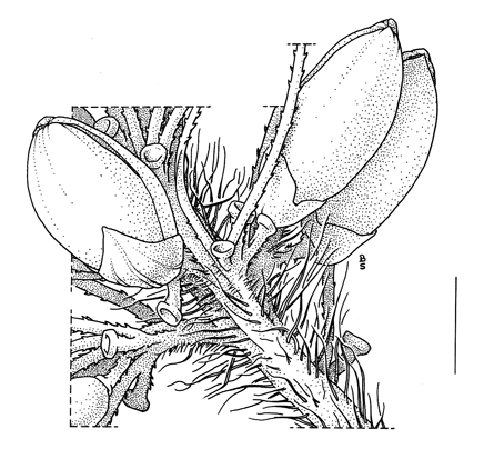 Setaria viridis, peduncle - Drawing S.Bellanger