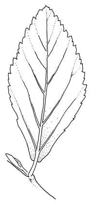 Sida_rhombifolia_leaf