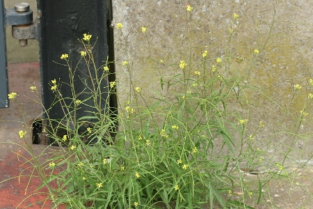 Sisymbrium orientale, Oostende, port area, foot of wall, June 2010, H. Tyteca