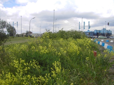 Sisymbrium volgense, Gent, rough ground in the port, May 2011, F. Verloove