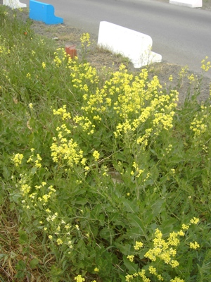 Sisymbrium volgense, Gent, rough ground in the port, May 2011, F. Verloove