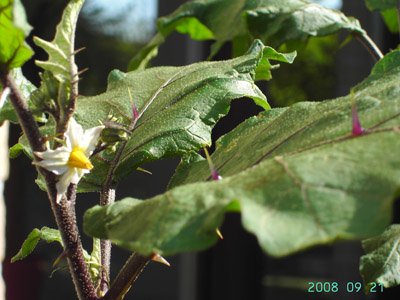 Solanum aethiopicum, Buggenhout, garden weed, September 2008, F. Verloove. 